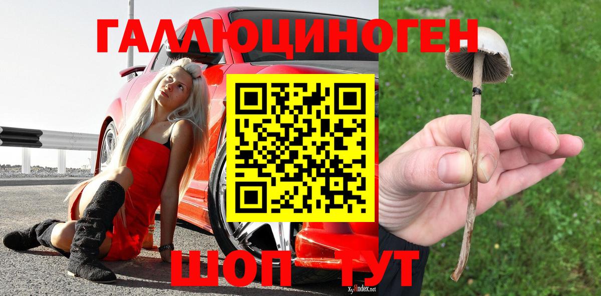 Псилоцибиновые грибы Psilocybine cubensis Асино
